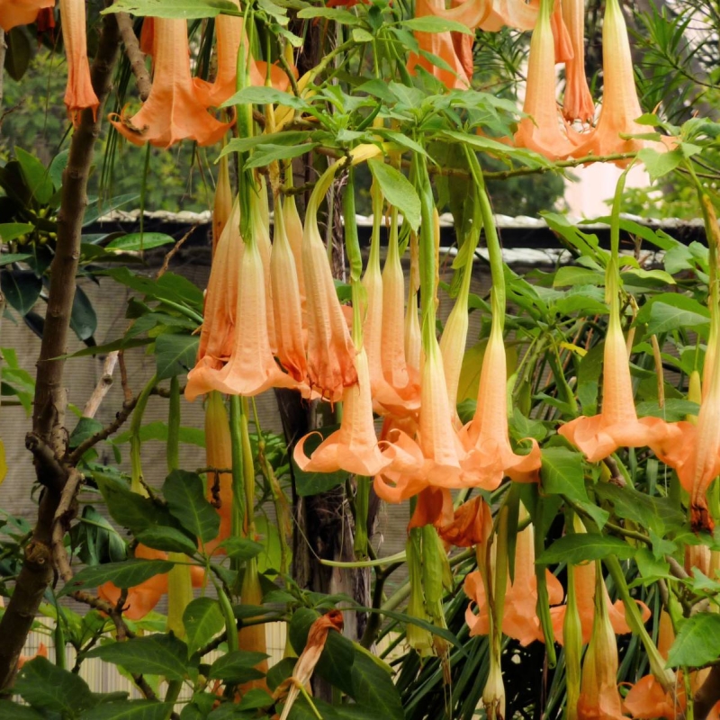 Angel's Trumpet Brugmansia suaveolens