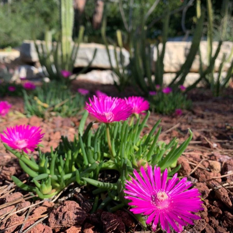 Cephalophyllum subulatoides