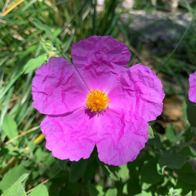 Pink Rock-rose Cistus crispus