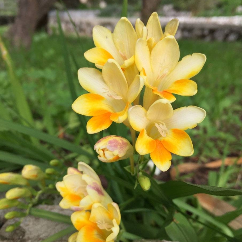White Freesia Freesia alba