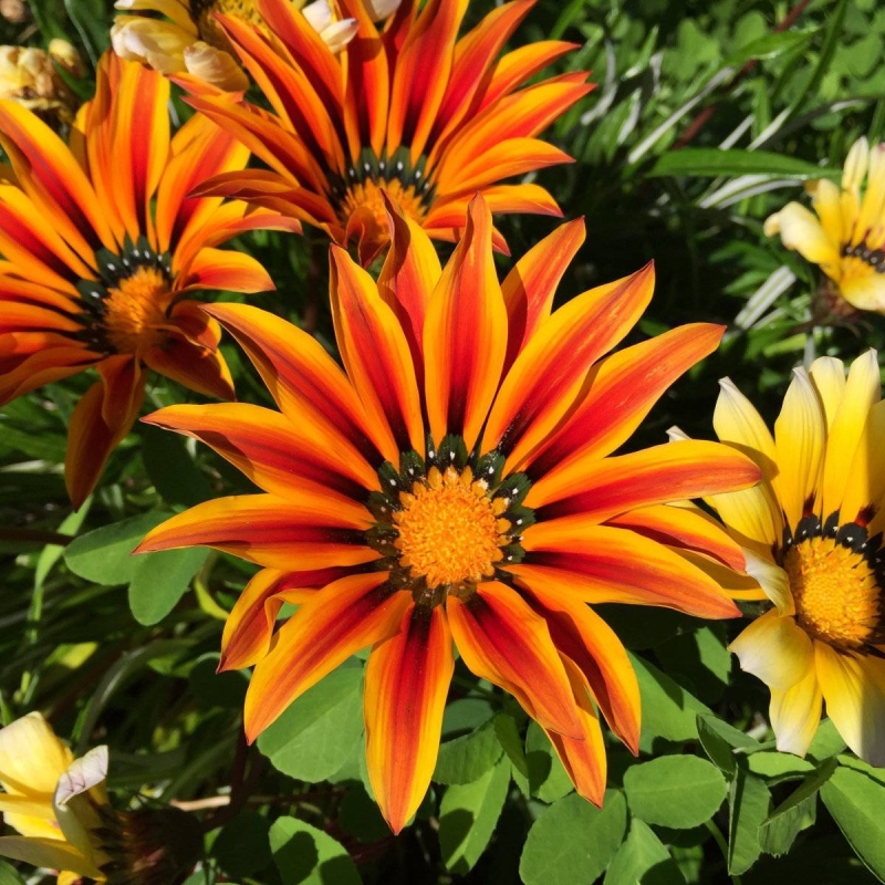 Treasure Flower Gazania sp.