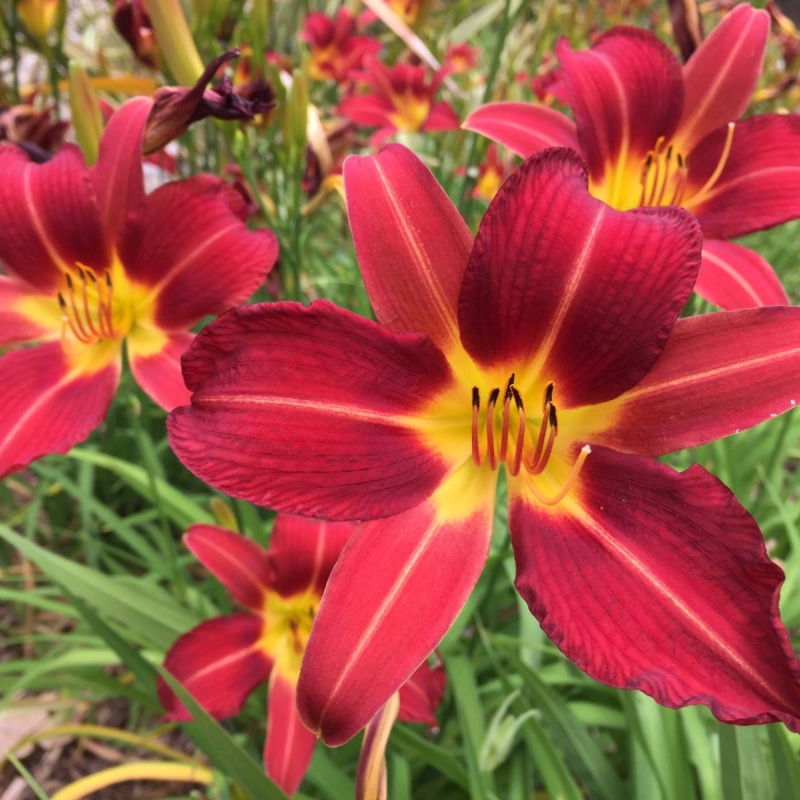 Daylily Haemerocallis cultivar