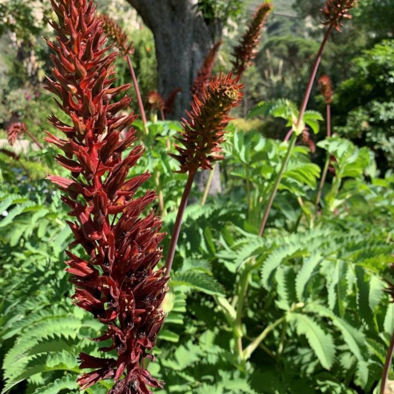 Honey Flower Melianthus major