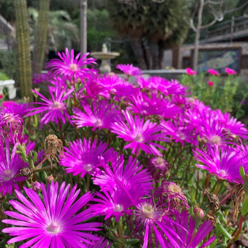 Ice Plant Lampranthus sp.