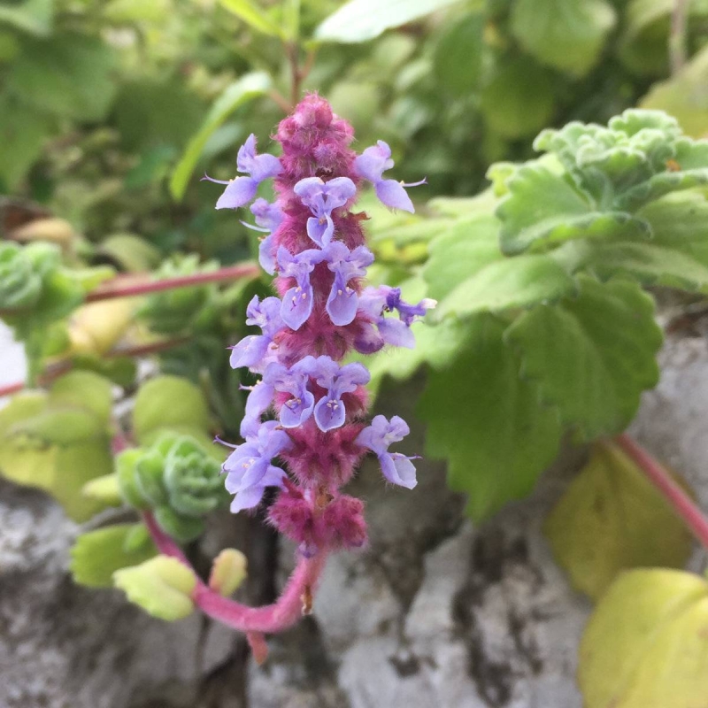 Vicks Plant Plectranthus hadiensis