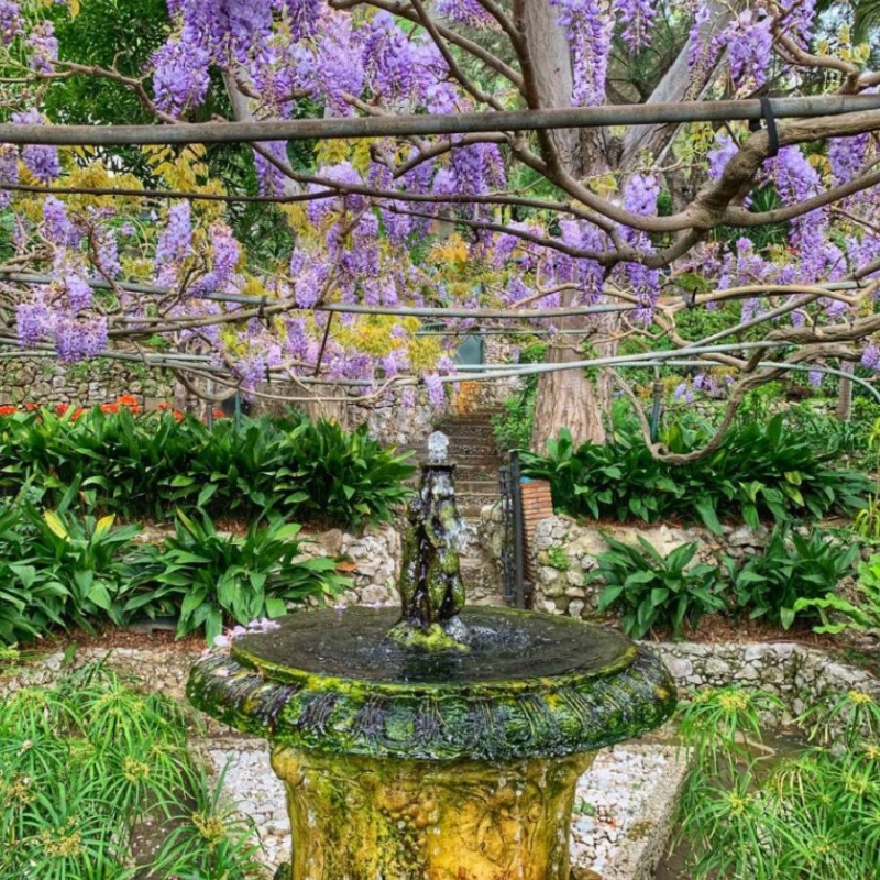 Wisteria Wisteria sinensis
