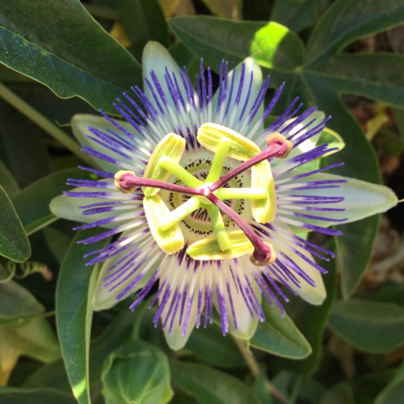 Passionflower Passiflora caerulea