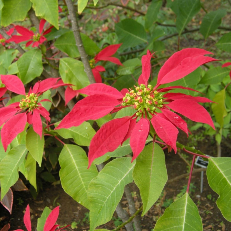 Poinsettia Euphorbia pucherrima