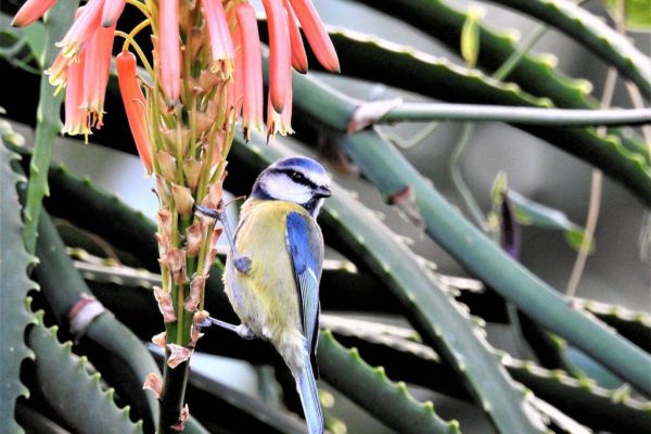 Eurasian Blue Tit