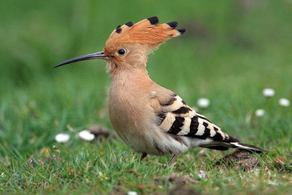 Hoopoe