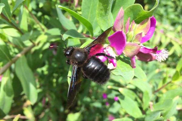 Violet carpenter bee