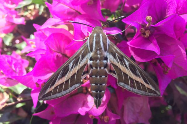 Striped Hawkmoth