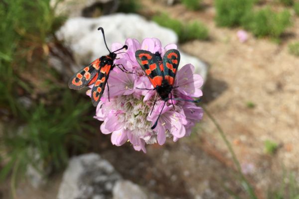 Burnet moth