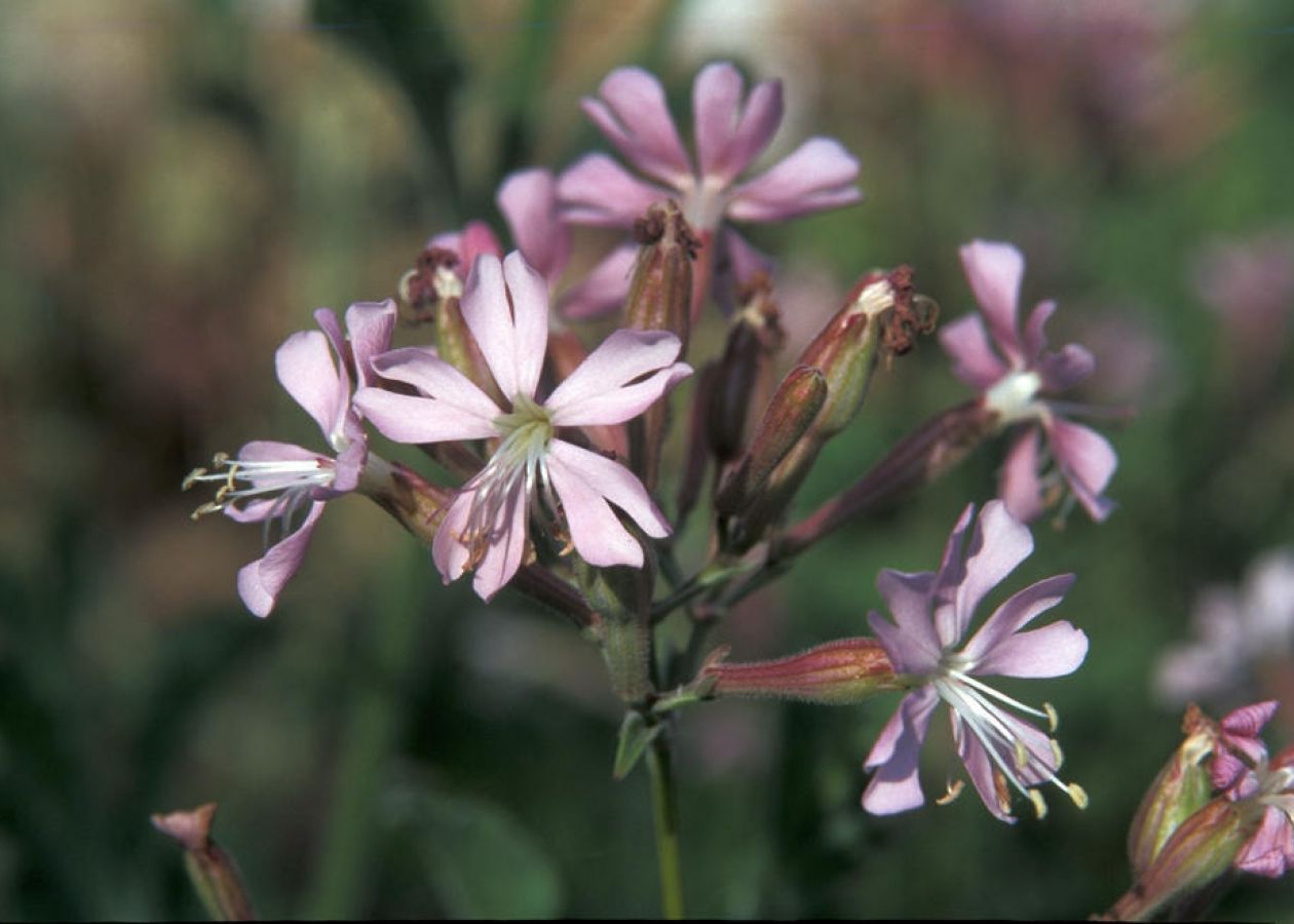 Silene tomentosa 