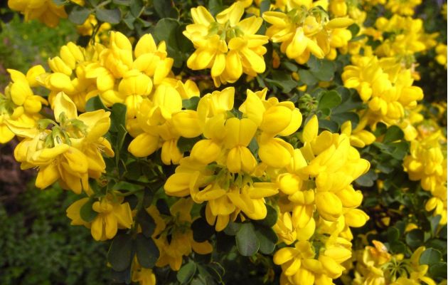 Gibraltar Botanic Gardens