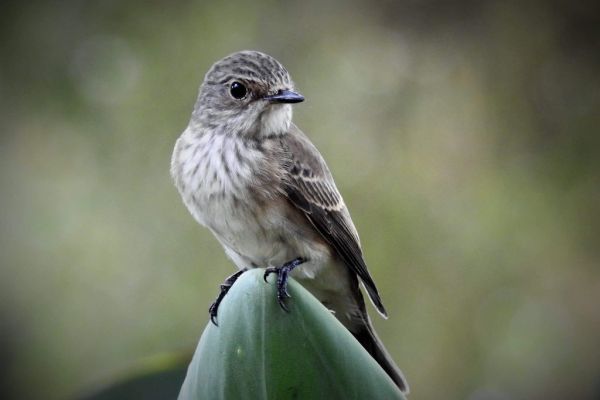 Spotted Flycatcher